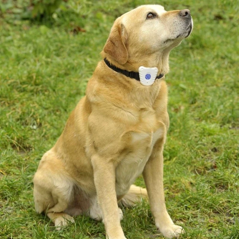 Collier Anti Aboiements à Ultrasons 2 Collier Anti Aboiements à Ultrasons - Image 2