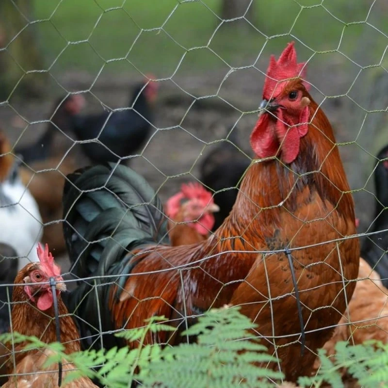 Grillage à Poule 1X10 M Mailles Acier Renforcé Ø 0.7 Mm 5 Grillage à Poule 1X10 M Mailles Acier Renforcé Ø 0.7 Mm - Image 5