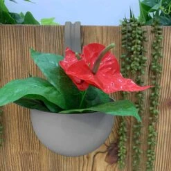 Pot De Fleur à Accrocher 22 Pot De Fleur à Accrocher -Le Jardin Parfai pot de fleur a accrocher 9