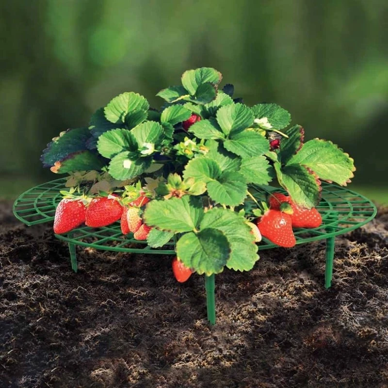 Support Fraisier - Lot De 5 7 Support Fraisier - Lot De 5 - Image 7