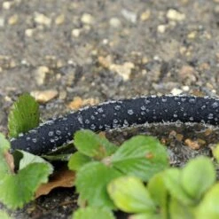 Tuyau D'arrosage Poreux 12 M 6 Tuyau D'arrosage Poreux 12 M -Le Jardin Parfai tuyau arrosage poreux 12 m 2