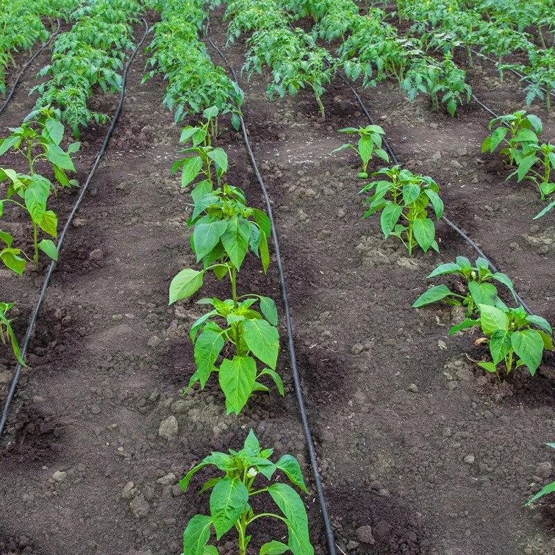 Tuyau Goutte à Goutte - 300 M 3 Tuyau Goutte à Goutte - 300 M - Image 3